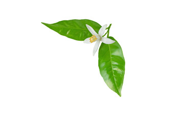 Orange tree blossom. White flower and green leaves. Neroli fragrant flower isolated transparent png.