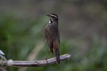 Bluethroat female on a branch close up shot.