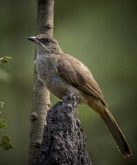 Streak-eared Bulbul standing on a branch animal portrait.