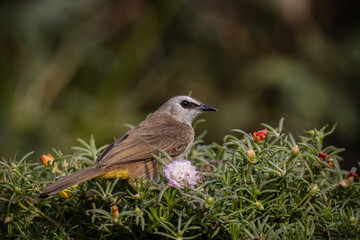 Yellow-vented Bulbul (Pycnonotus goiavier) animal portrait close up shot.