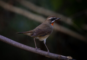 Siberian Rubythroat, Red-necked Nightingale on a branch ( Animal portrait )