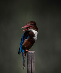 White-throated Kingfisher on dry branch animal porttrait shot.