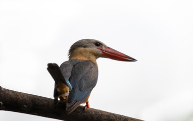 Stork-billed Kingfisher on the branch tree.
