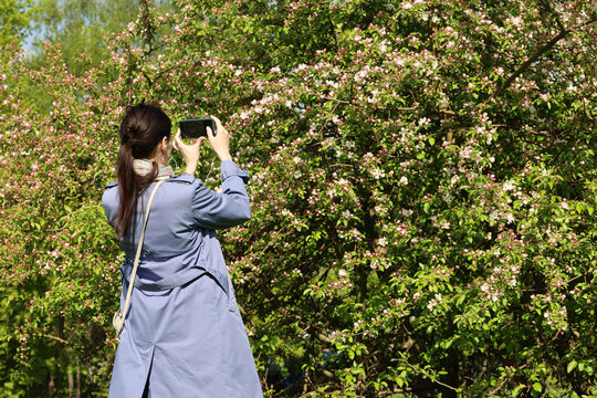 Girl photographs on smartphone camera cherry flowers in spring garden, rear view