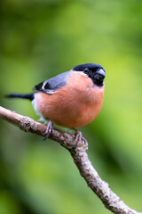 Stunning, colourful Male adult Eurasian Bullfinch (Pyrrhula pyrrhula) posing on a branch with a vibrant, green background - Yorkshire, UK in Summer