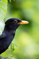 Striking close up of an adult male Blackbird (Turdus merula)  - Yorkshire, UK in Summer