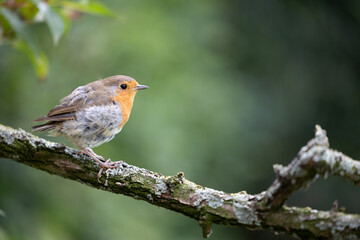Tailless European Robin (Erithacus rubecula) perched on a branch in summer. Missing tail feathers - Yorkshire, UK in August