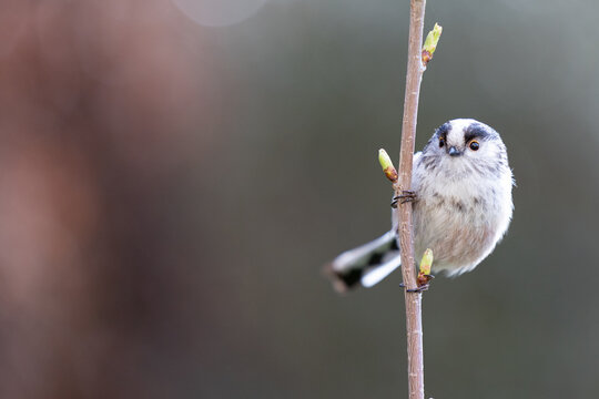 Long-Tailed Tit (Aegithalos caudatus) on thin budding, spring, branch - Yorkshire, UK (March 2023)