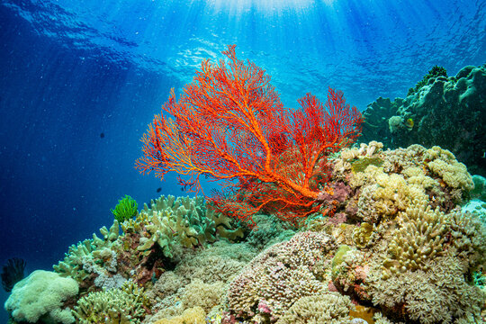 Diving Nabucco & Nunukan Island - Maratua Atoll Indonesia