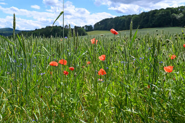 Clap poppy blossom  in a grain - field