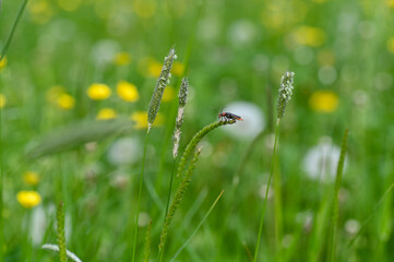 A soldier beetle on a blade of grass