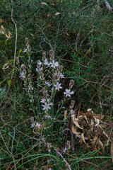 White flowers in the grass