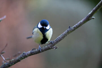 Obraz na płótnie Canvas Great Tit (Parus major) perched on a branch - Yorkshire, UK in March.