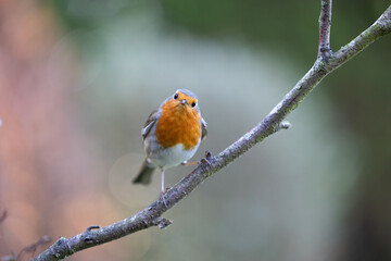 European Robin (Erithacus rubecula) faces the camera, perched on a branch - Yorkshire, UK in March.