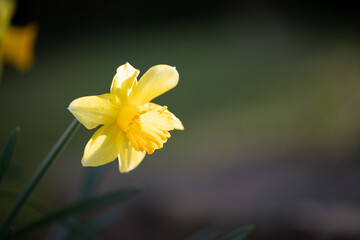 Obraz premium Single Daffodil in spring sunshine, Yorkshire, UK in March