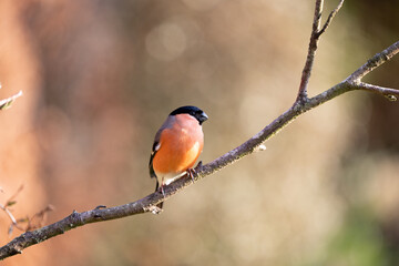 Adult male Eurasian Bullfinch (Pyrrhula pyrrhula) posing on a branch in late spring sunshine - Yorkshire, UK in March