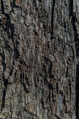 Fototapeta premium bark of a tree close up