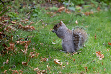 Grey Squirrel (Sciurus carolinensis) on a grass lawn with some fallen leaves - Yorkshire, UK