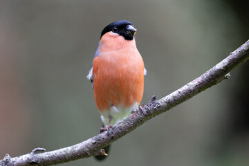Adult male Eurasian Bullfinch (Pyrrhula pyrrhula) perched on a branch - Yorkshire, UK in March