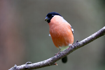 Adult male Eurasian Bullfinch (Pyrrhula pyrrhula) perched on a branch - Yorkshire, UK in March