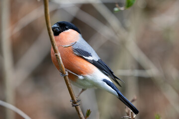 Adult male Eurasian Bullfinch (Pyrrhula pyrrhula) perched on a branch - Yorkshire, UK in March