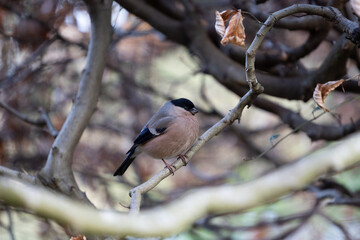 Adult female Eurasian Bullfinch (Pyrrhula pyrrhula) camouflaged in copper beech hedge - Yorkshire, UK in April