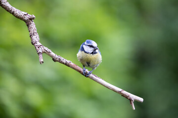 Blue Tit (Cyanistes caeruleus) snacks on a sunflower heart from a bird feeder - Yorkshire, UK May