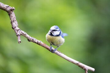 Blue Tit (Cyanistes caeruleus) snacks on a sunflower heart from a bird feeder - Yorkshire, UK May