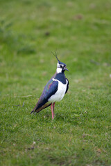Lapwing (Vanellus vanellus), plover family in a grassy field, Yorkshire, UK in May