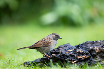 Dunnock (Prunella modularis) on grass and old wood - Yorkshire, UK in May, Springtime