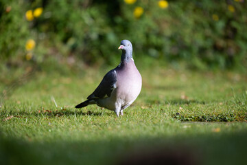 Woodpigeon (Columba palumbus) in low sun on Springtime garden lawn - Yorkshire, UK in May, Spring