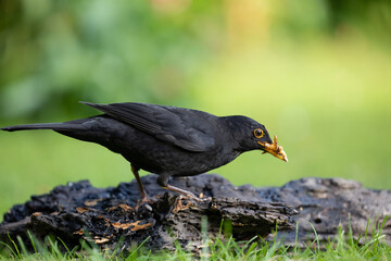 Adult male Blackbird (Turdus merula) collecting dried mealworms on the ground - Yorkshire, UK in May