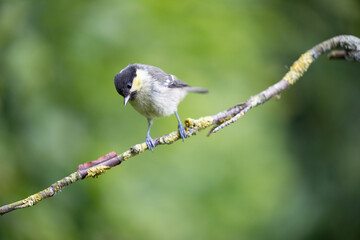 Juvenile Coal Tit (Periparus ater) on a branch with a green foliage background in summer - Yorkshire, UK in June