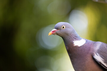 Close up of a Woodpigeon (Columba palumbus) - Yorkshire, UK in June