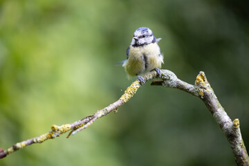 Blue Tit (Cyanistes caeruleus) in summer. Perched on a branch with a natural green foliage background - Yorkshire, UK in June, early summer