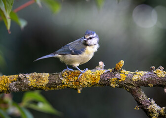Blue Tit (Cyanistes caeruleus) in summer. Perched on a branch with a natural, dark green foliage background - Yorkshire, UK in August, Summer 