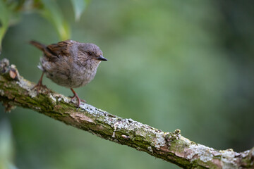 Dunnock (Prunella modularis)	in summer. Perched on a branch with a natural green foliage background - Yorkshire, UK in August, Summer