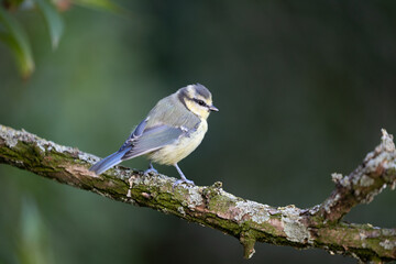 Juvenile Blue Tit (Cyanistes caeruleus) in summer. Perched on a branch with a natural, dark green...