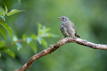 Juvenile Dunnock (Prunella modularis) perched on a branch in summer with a green background - Yorkshire, UK in August