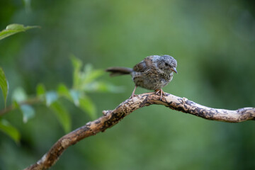 Juvenile Dunnock (Prunella modularis) perched on a branch in summer with a green background - Yorkshire, UK in August