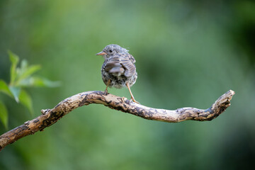 Juvenile Dunnock (Prunella modularis) perched on a branch in summer with a green background - Yorkshire, UK in August