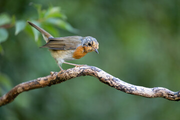 European Robin (Erithacus rubecula) moulting feathers at the end of summer - Yorkshire, UK in August