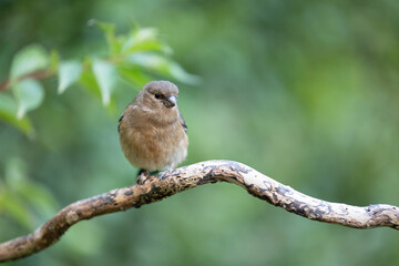 Young Juvenile Eurasian Bullfinch (Pyrrhula pyrrhula) perched on a branch with green foliage background - Yorkshire, UK in August