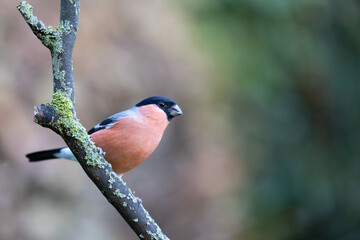 Adult male Eurasian Bullfinch (Pyrrhula pyrrhula) perched on a branch - Yorkshire, UK in November