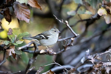 Female Common Chaffinch (Fringilla coelebs) perched in a copper beech hedge - Yorkshire, UK in November