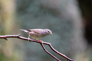 Dunnock (Prunella modularis) perched on a branch in light rain - Yorkshire, UK in November