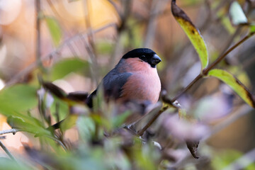 Male Eurasian Bullfinch (Pyrrhula pyrrhula) in late Autumn, tucked away within the leaves of a hedge - Yorkshire, UK in November