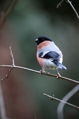 Back view of an adult male Eurasian Bullfinch (Pyrrhula pyrrhula) perched on a thin branch - Yorkshire, UK in January