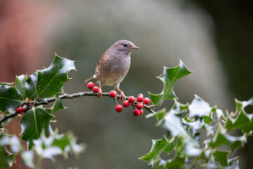 Dunnock (Prunella modularis)	 perches on a holly branch fully of berries - Yorkshire, UK in November