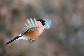 Eurasian Bullfinch (Pyrrhula pyrrhula) in flight with wings wide, brown background - Yorkshire, UK in January